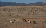 Antelope on the Santa Fe Plains